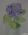 紫陽花1